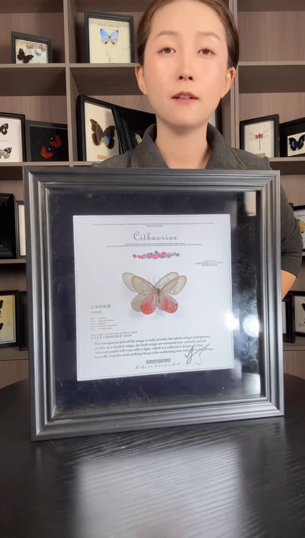 实木竖款玫瑰绡眼蝶（蝴蝶装饰画8寸框）