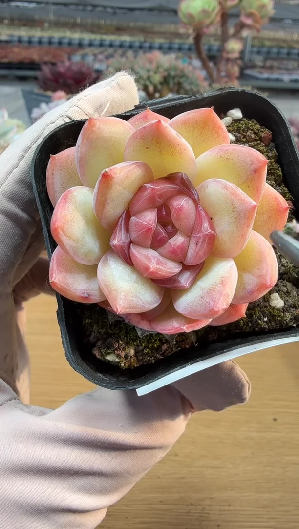 东云多肉园二店-352