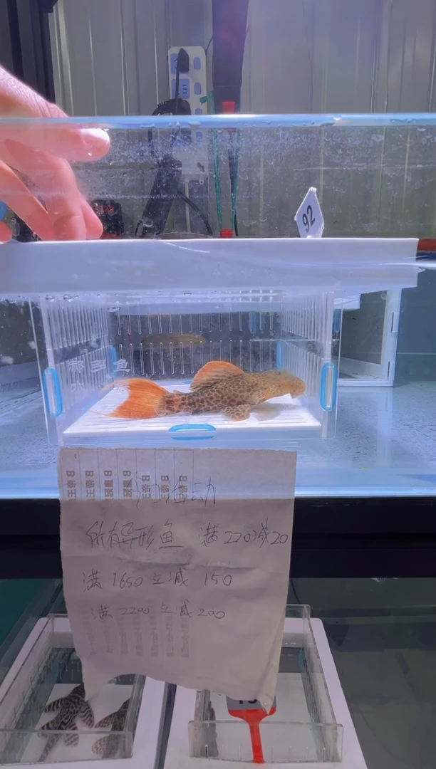 清道夫12+不包入缸损92