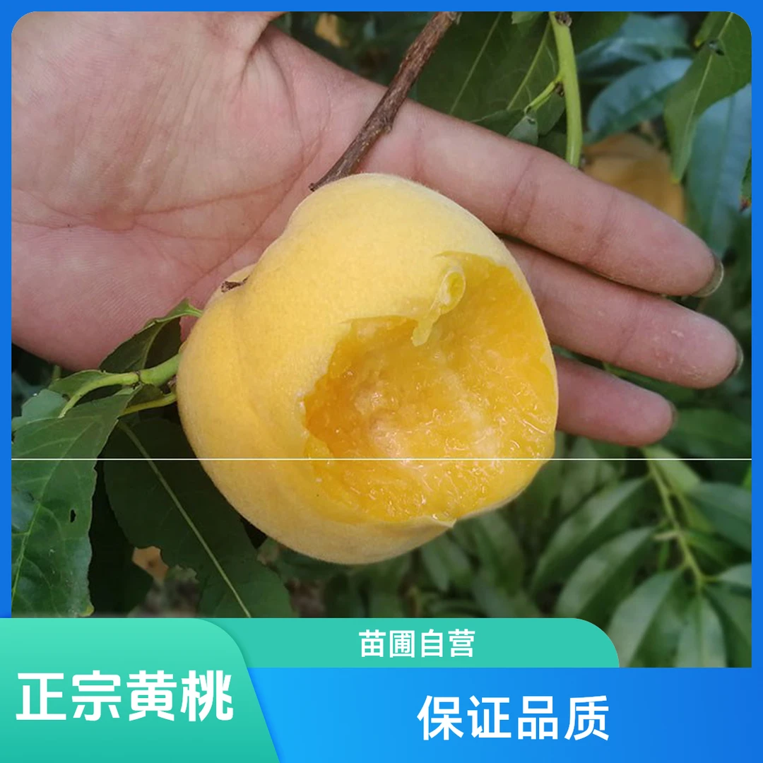 锦绣黄桃树苗 桃树嫁接苗 黄肉桃苗黄油桃苗南方北方种植