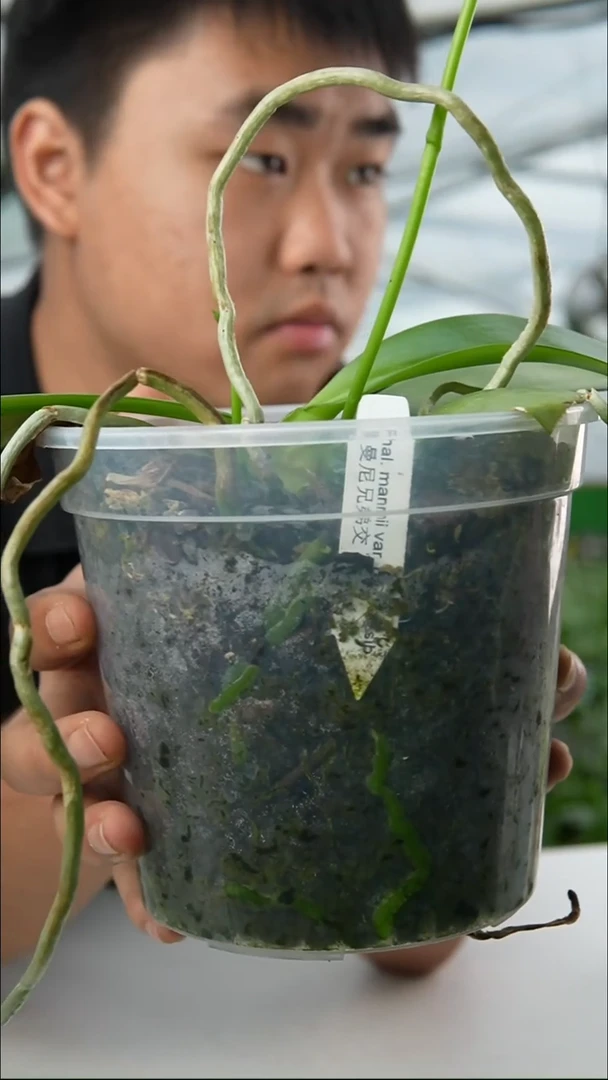 当前无花朵，栽培后可花朵黑曼妮兄弟交（4.0）轻微叶瑕