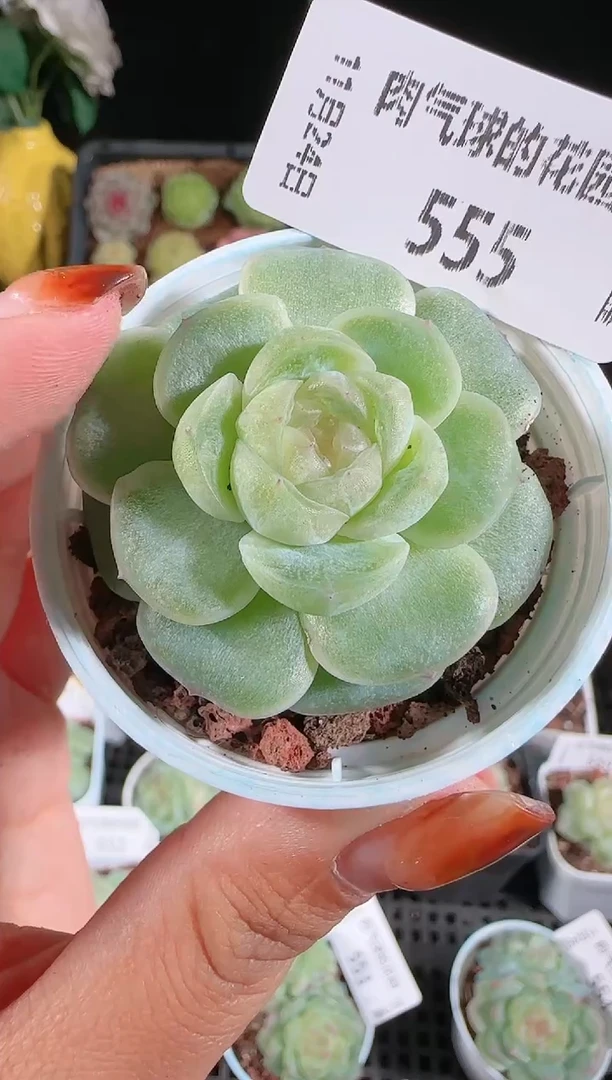 1124-555流光群生不包整