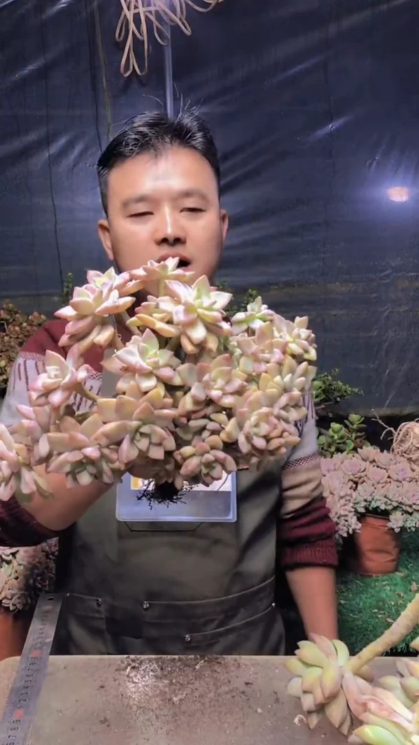 243淡雪缀化一物一拍