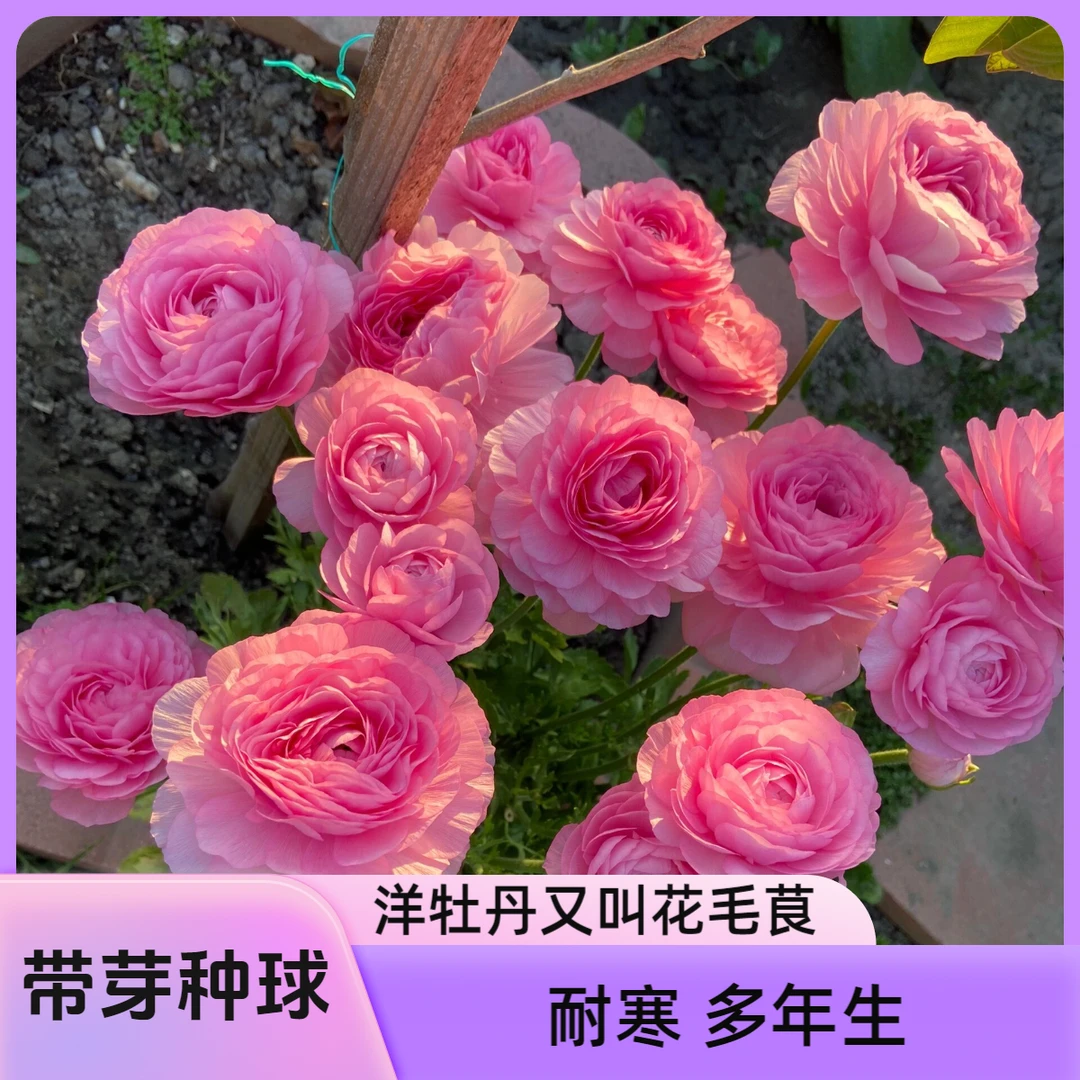 【带芽花毛茛种球】洋牡丹种球带芽发货耐寒花卉盆栽小院秋冬好种植