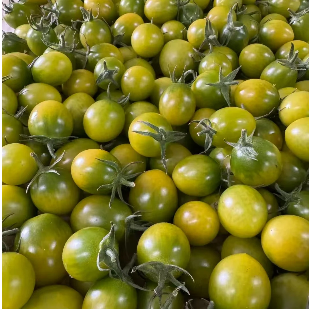 （果甄鲜）绿色青霞小番茄1斤番茄同城配绿色樱桃小番茄山东省