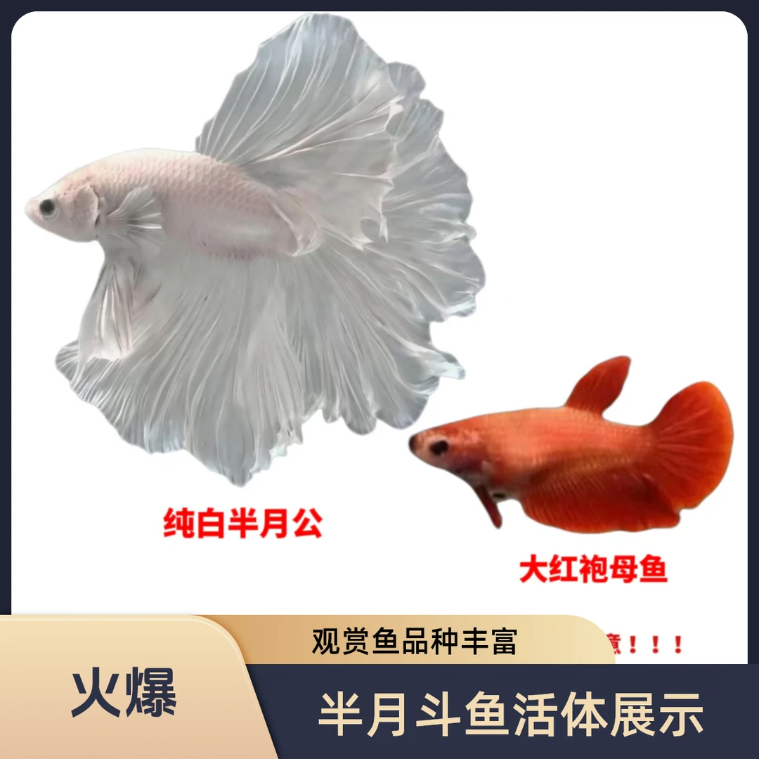 斗鱼小型热带观赏鱼好养耐活粉白半月婚纱鱼包邮小宠物斗鱼观赏鱼