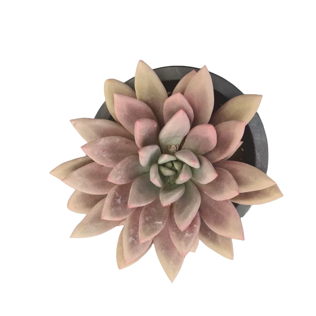 同美多肉园艺  桃花源  粉丝福利多肉植物 直播间实物为 夏季