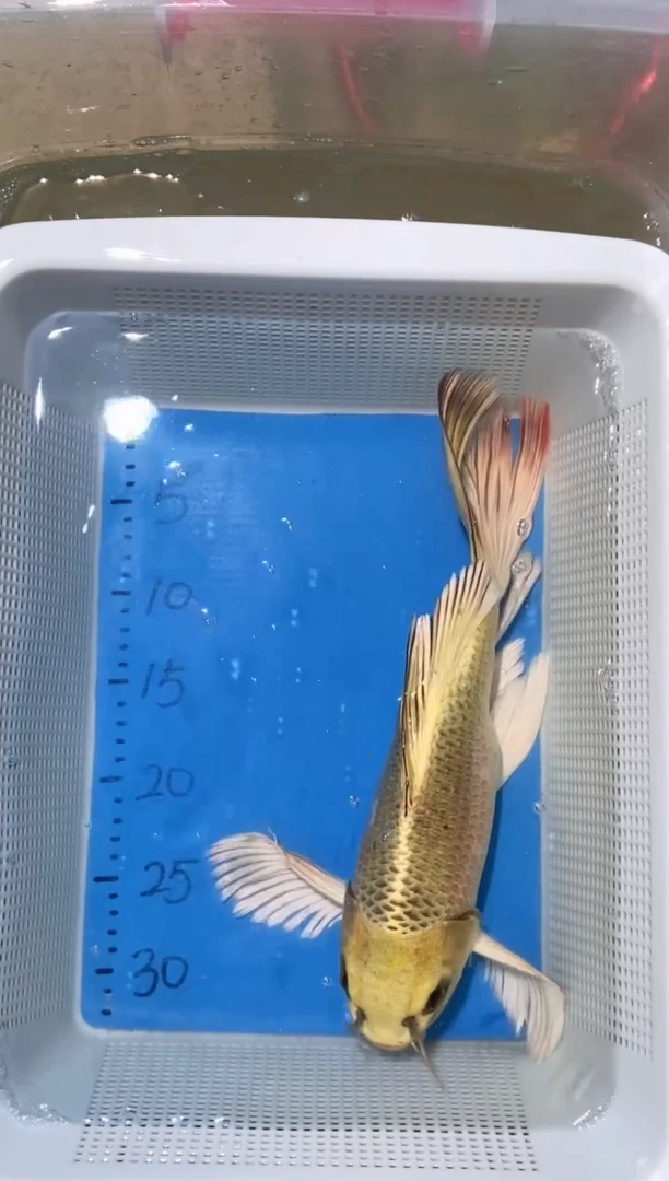 锦鲤锦鲤蝴蝶鲤鱼拍开箱视频包售后