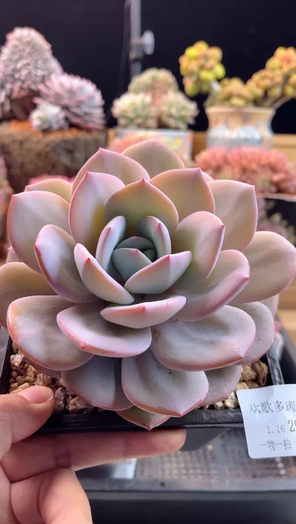 【闪购商品】1.16-29奶茶大号