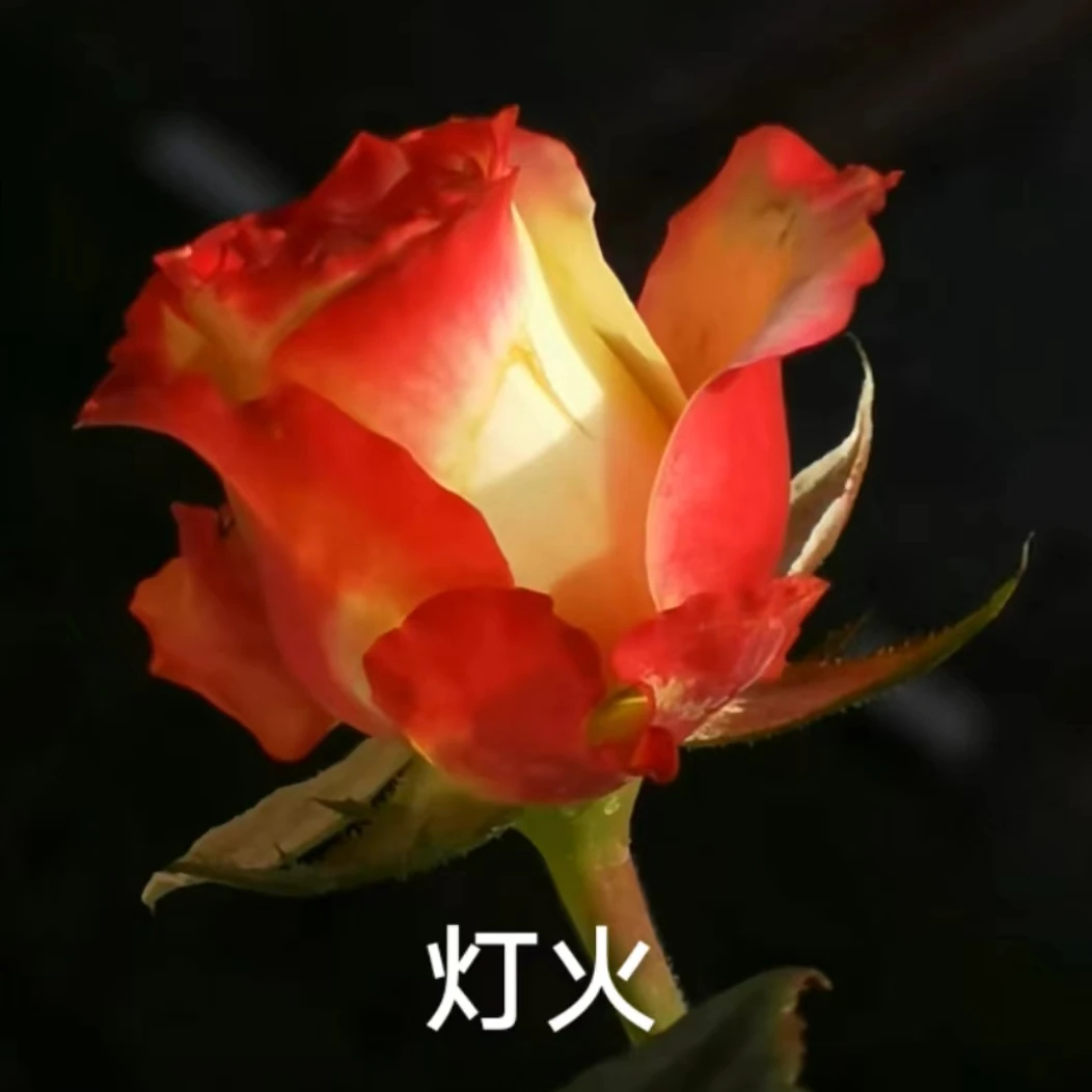 【灯火】月季苗四季灌木