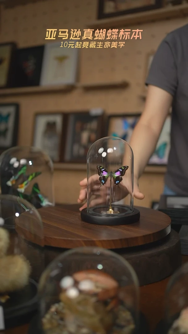 玫瑰青凤蝶小号玻璃罩