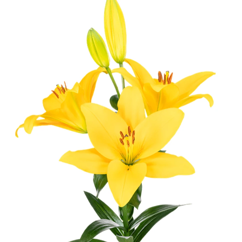 新品【小金砖】 18/20 TA百合种球进口百合种球栽种