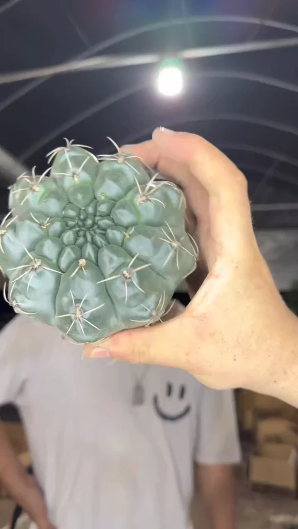 8-11cm 绯花玉 不指定带花苞