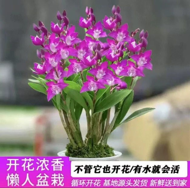 澳洲香水石斛兰 新手懒人客厅阳台好养盆栽花卉 10-15苗