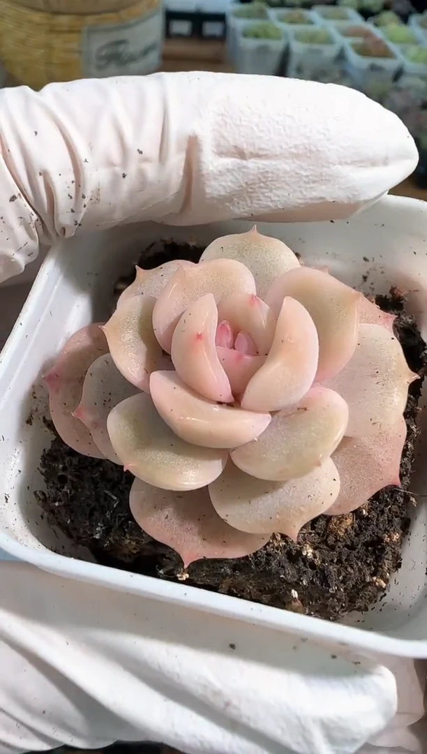 宫花五方一盆 单双混 量拍混发