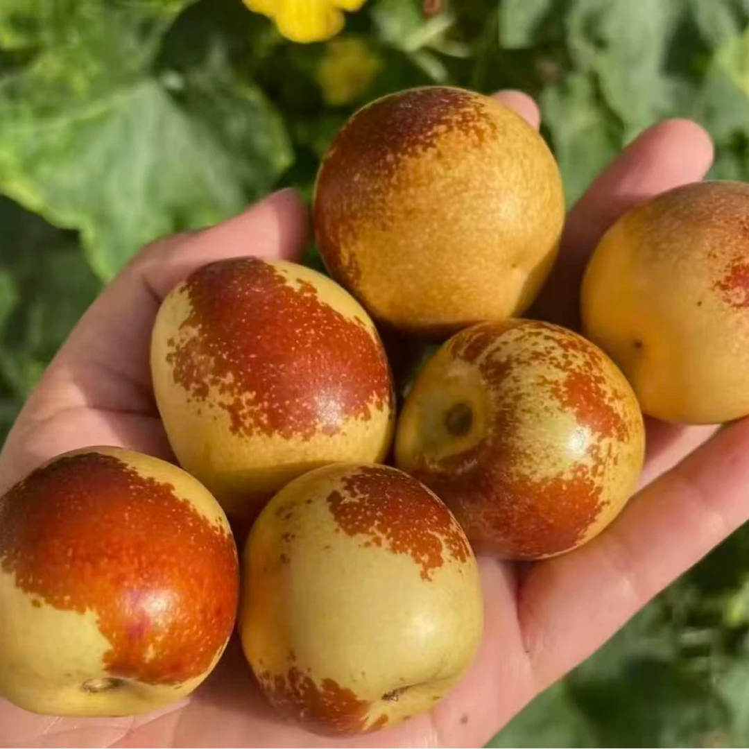 山东沾化多地冬枣脆甜皮薄新鲜当季水果