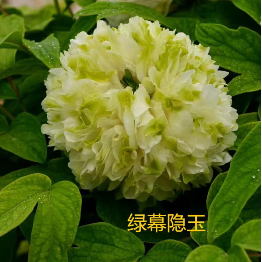 【绿幕隐玉 】牡丹名品  精品盆栽 基地直发 原盆原土发货  包邮