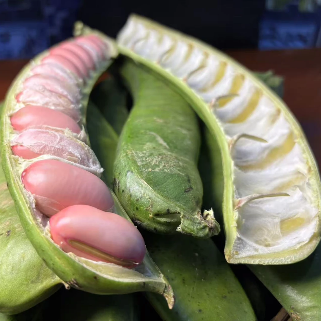 云南刀豆豆子豆类农家自产