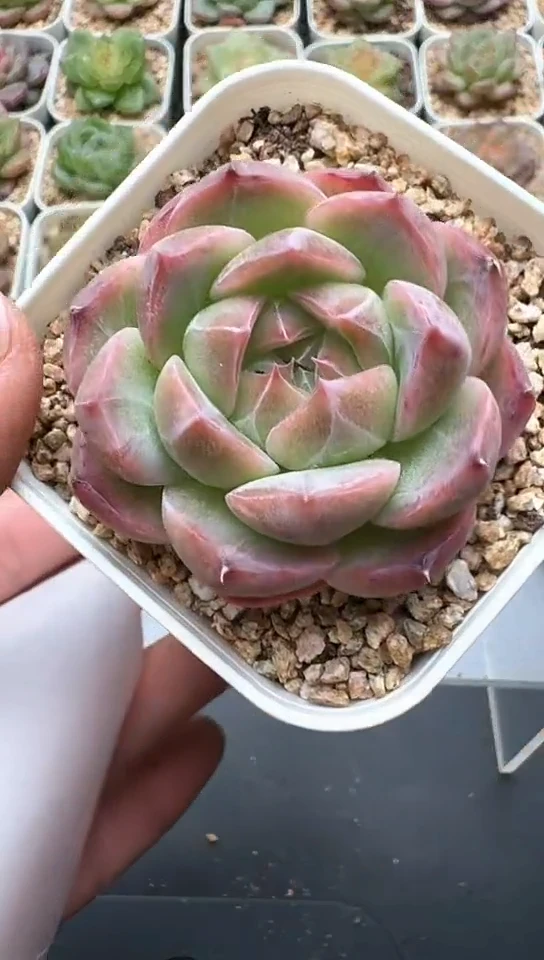 542F云禹多肉植物 默认脱土纸巾打包 3颗包邮