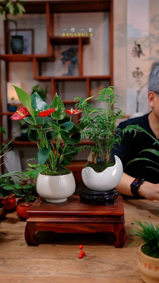 不开花植物伴*你竹子红掌306