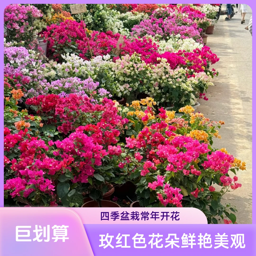 【盆栽三角梅｜新疆包邮】四季开花耐晒耐旱带花苞发货好养易活