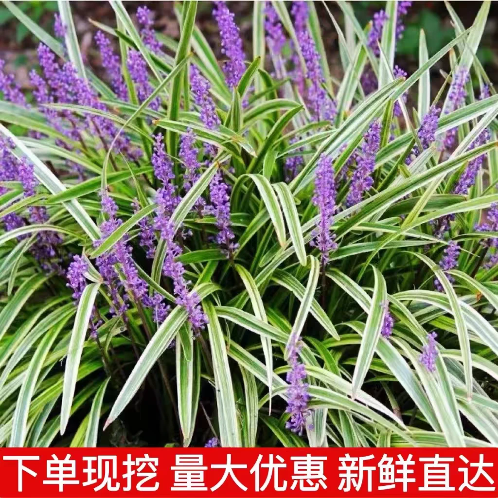 金边麦冬草苗园林绿化地被苗庭院植物观赏阔叶草花叶麦冬耐寒耐阴
