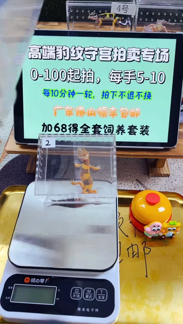 豹纹守宫全品豹纹守宫苗子成体