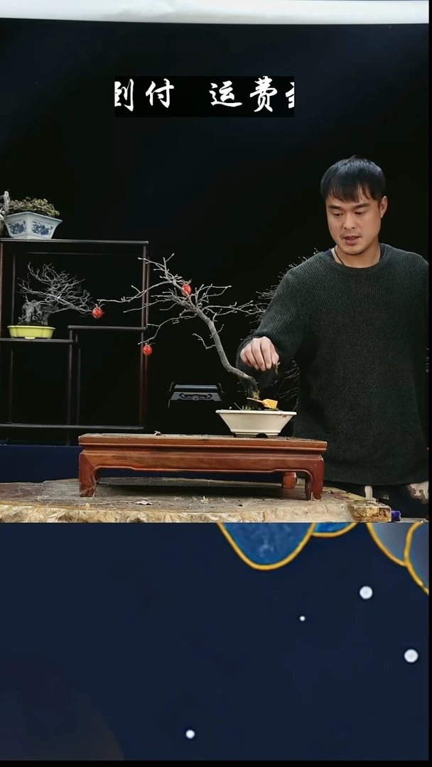 无花朵善****I11840 老鸦柿