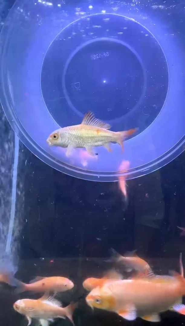 金鱼一鱼一拍，不包返祖不包售后，喜欢再拍