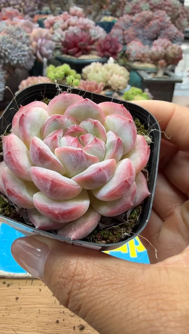 东云多肉园二店-211