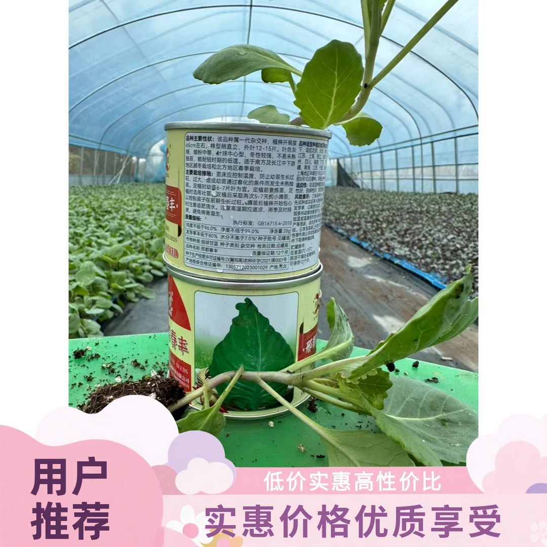 一代种牛心甘蓝苗秧苗优质高产耐寒耐热可四季播种阳台盆栽
