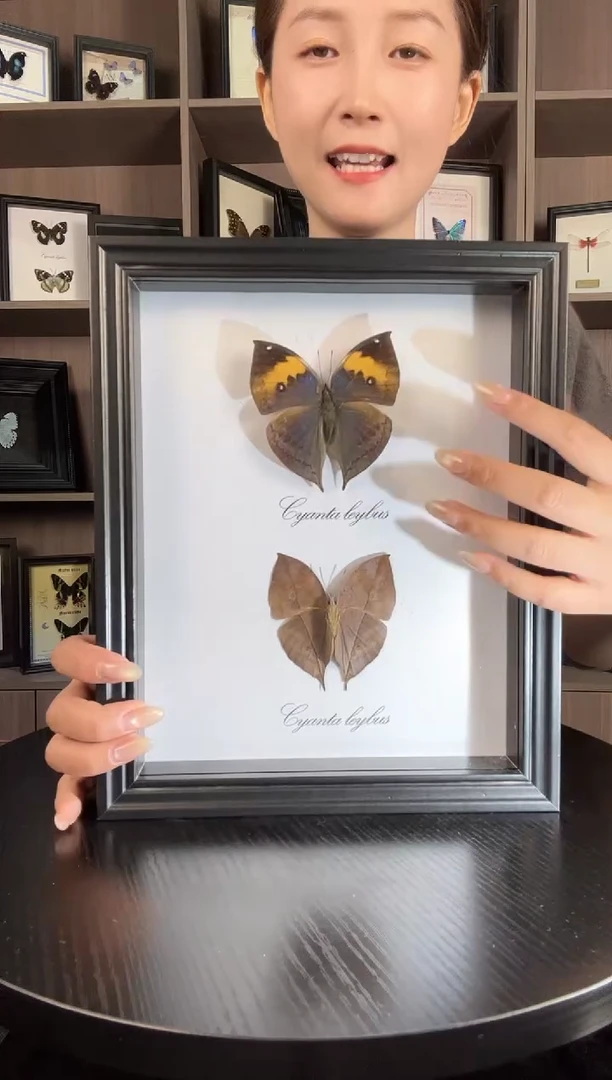 实木竖款枯叶蛱蝶（蝴蝶装饰画10寸框）