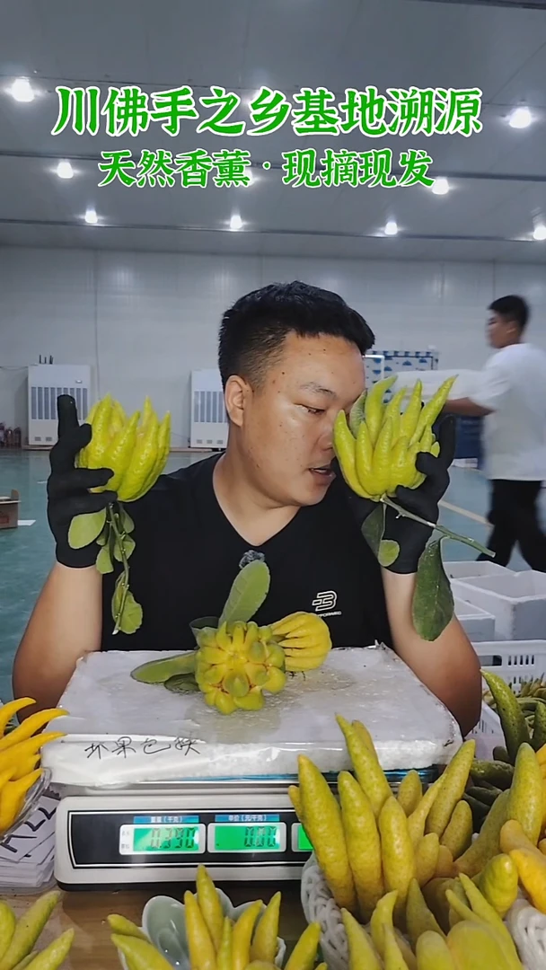 柑橘【一物一拍】川佛手柑鲜果A22