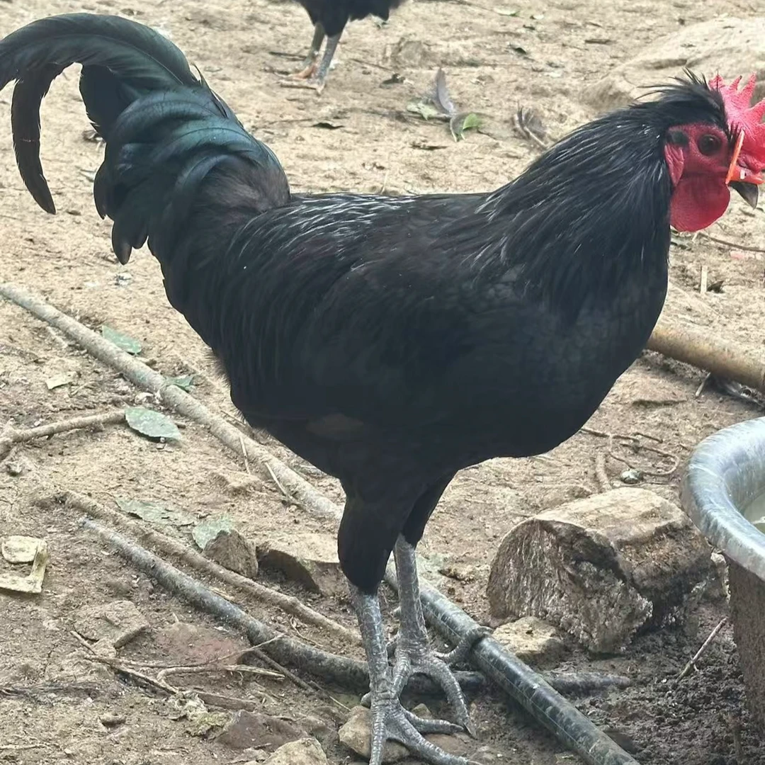杜仲林散养跑山鸡公鸡