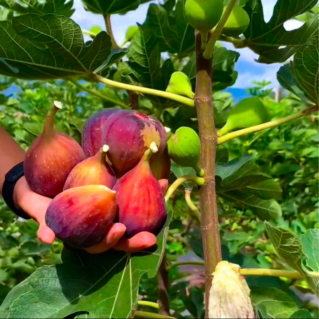 无花果树果苗特大果蜜糖波姬红矮化盆栽耐寒南北方庭院阳台种植