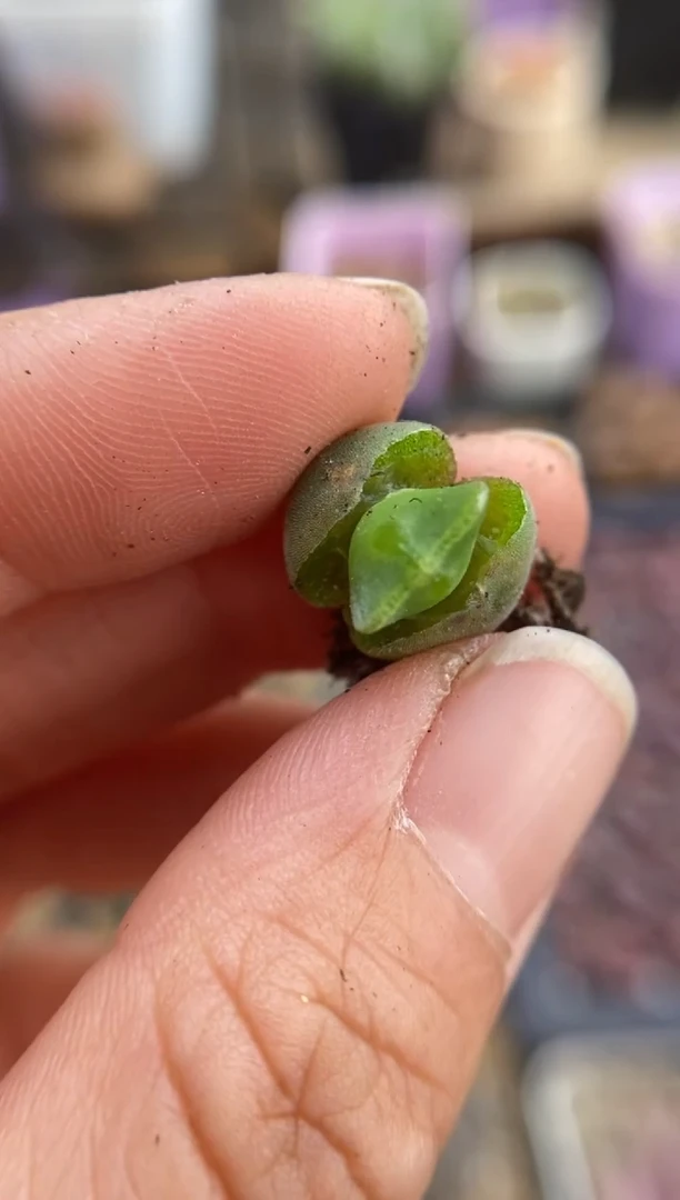 【闪购商品】9095直播一物一拍