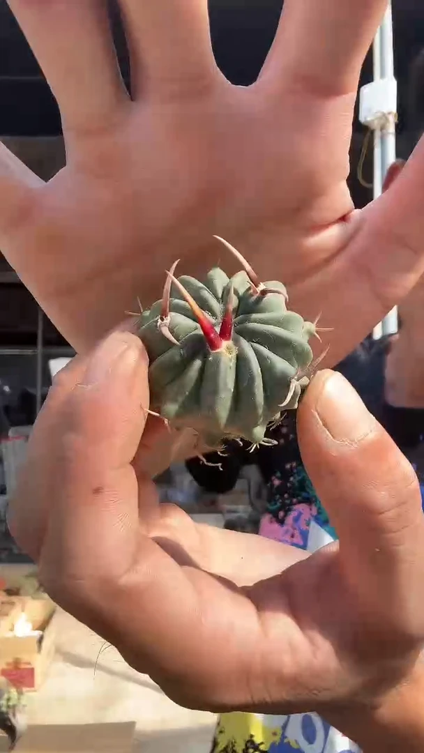 实生掉刺龙剑丸39.99