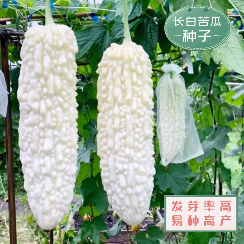 【全店满5包包邮】长白苦瓜种子苦味适中果肉白嫩脆爽农家庭院菜籽