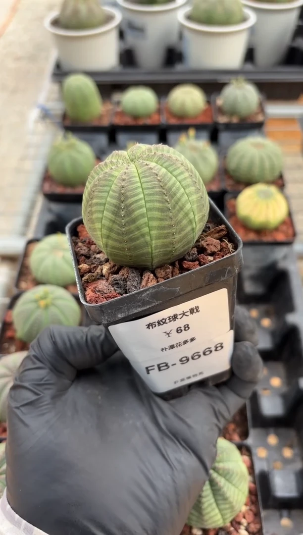 布纹球大戟FB-9668