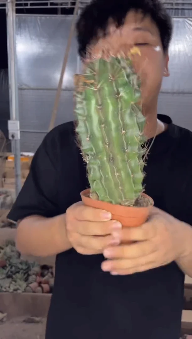 大号 变色 龙王【实生根】