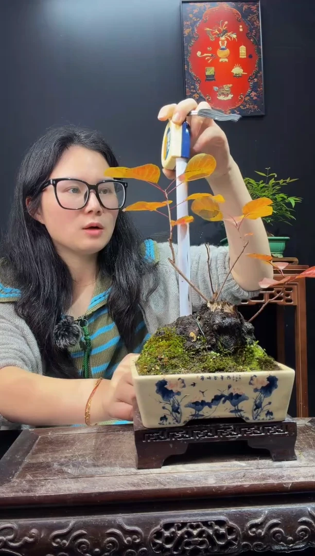 完全开放黄栌000