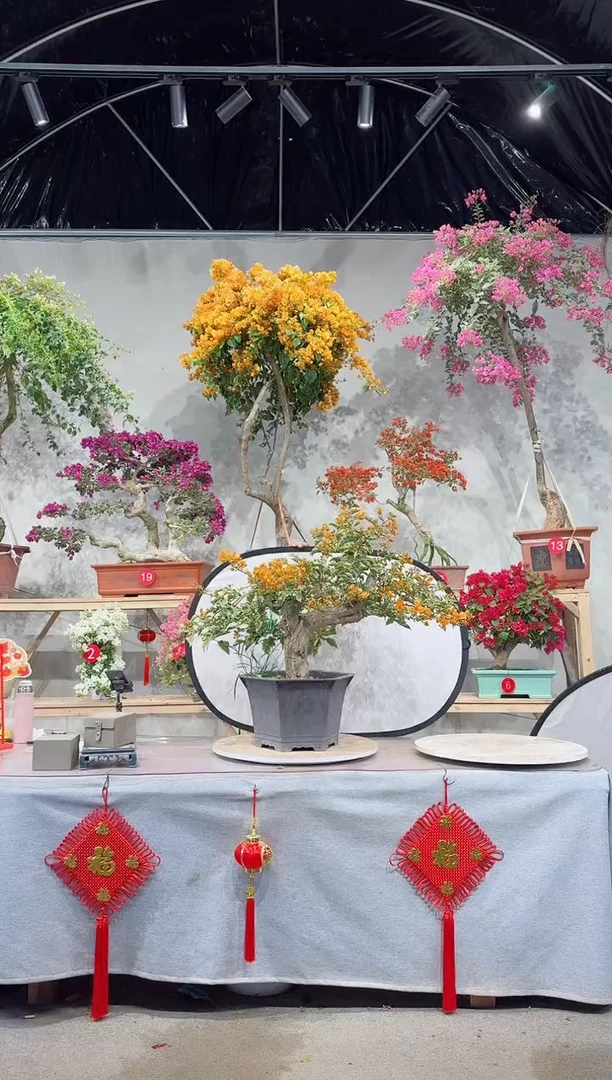 【闪购商品】盆景黎明三角洲