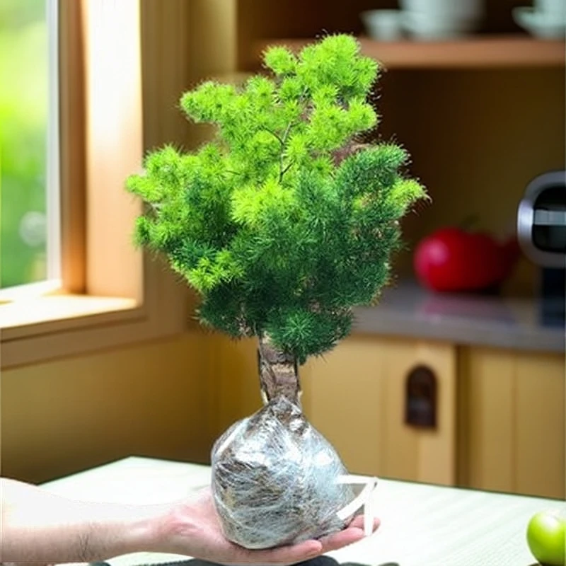 蓬莱松室内盆栽生肖猴客厅小盆景花卉桌面好养四季绿植金钱树植物