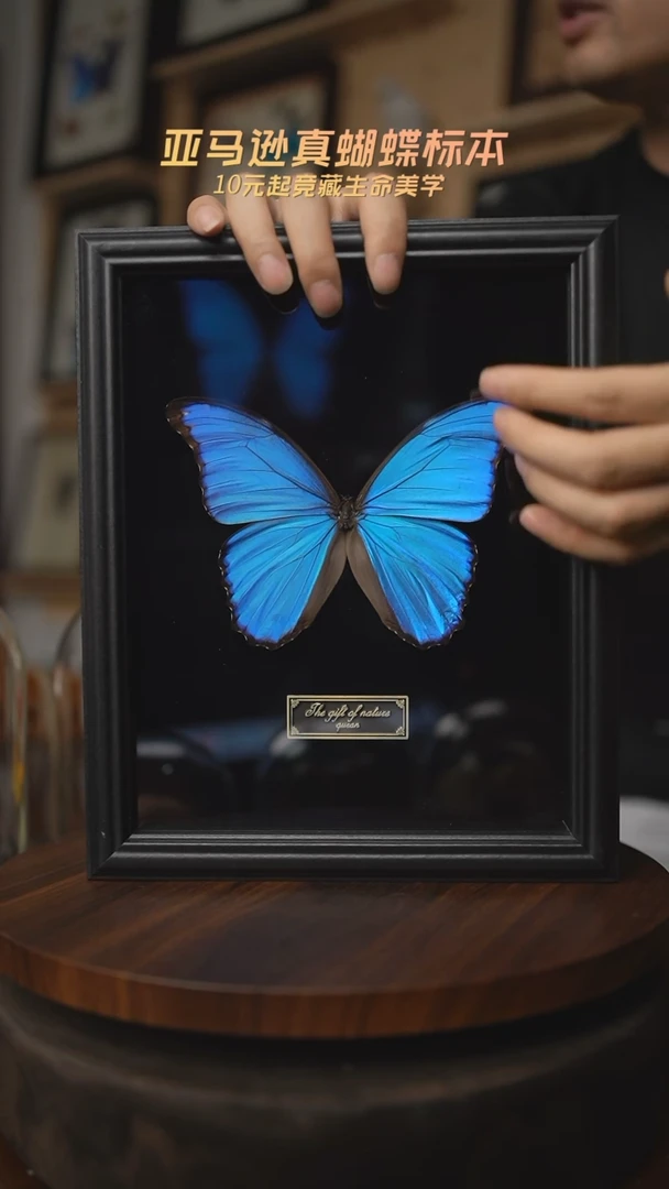 有机玻璃大蓝闪蝶黑绒底版10寸欧式框