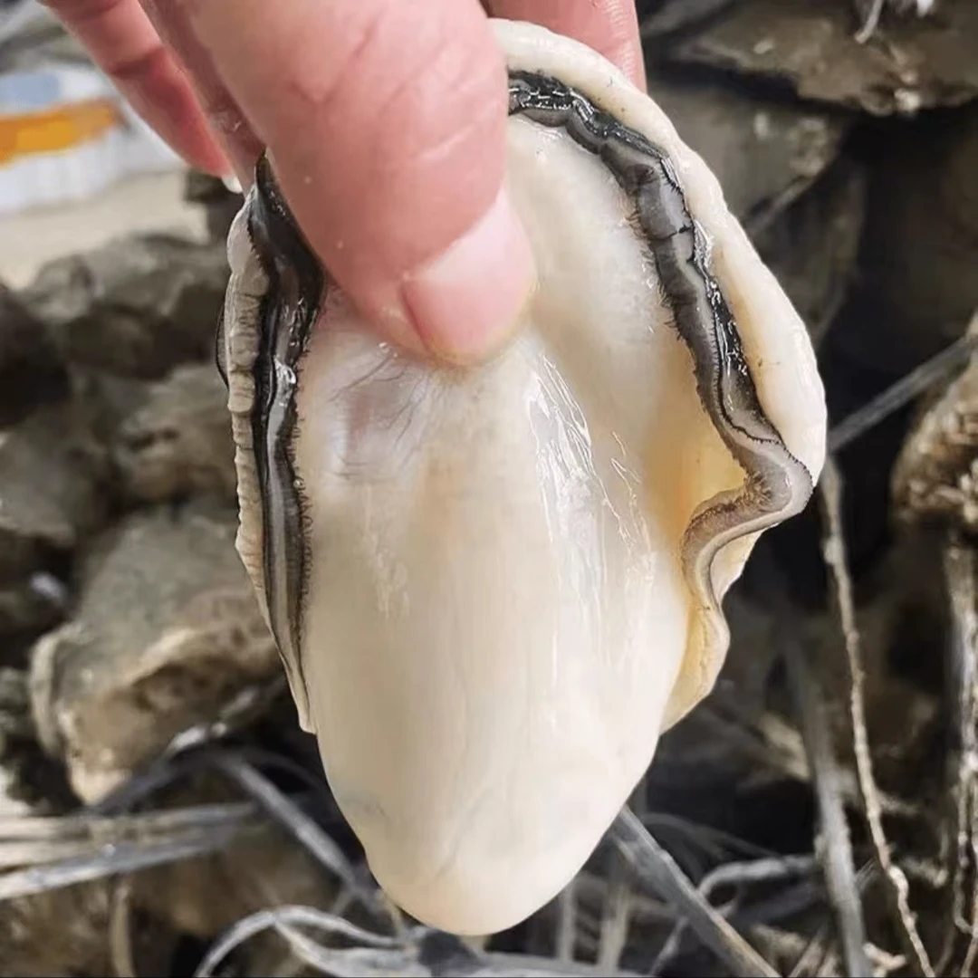 顶大个头原浆生蚝肉(每盒3-5只)新鲜饱满 每日现剥 250g/盒8盒