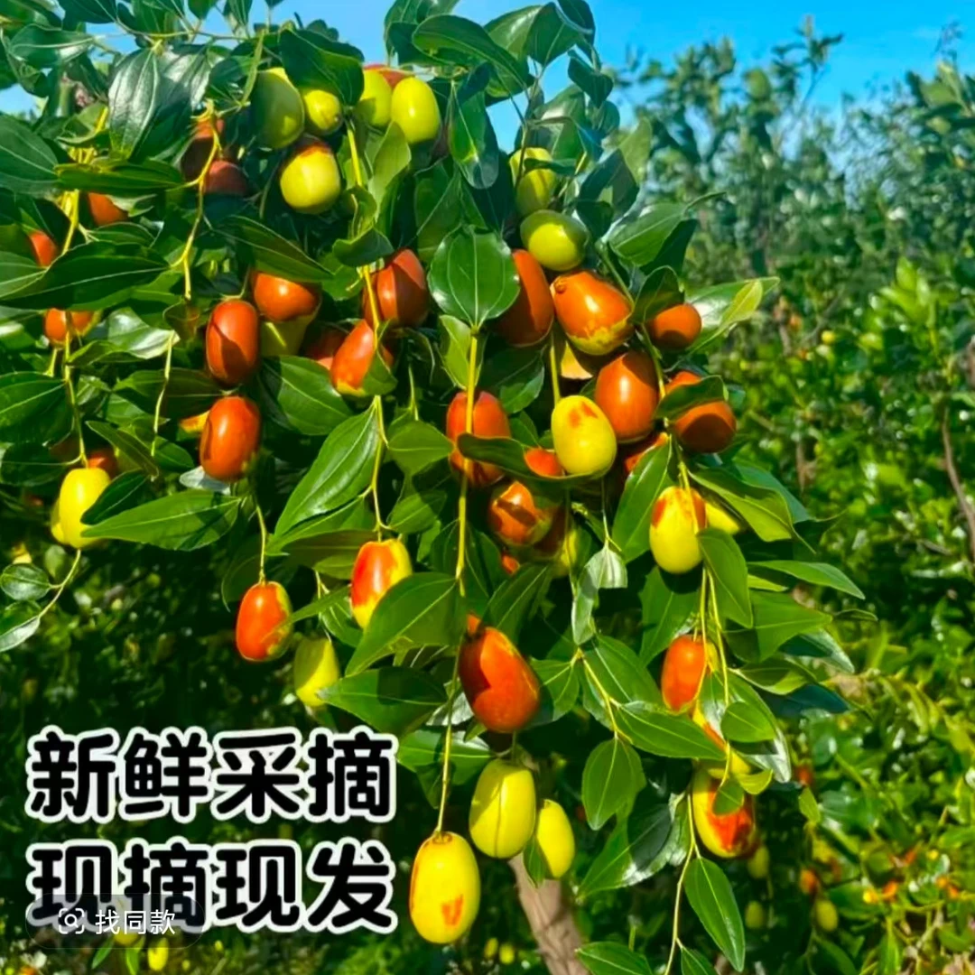 (推荐)正宗朝阳大枣酸甜可口新鲜脆爽现摘现发