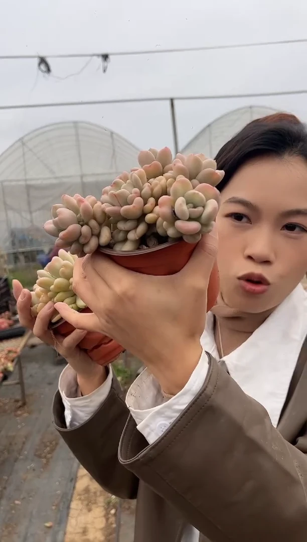 【闪购商品】7-多头比尔盖茨