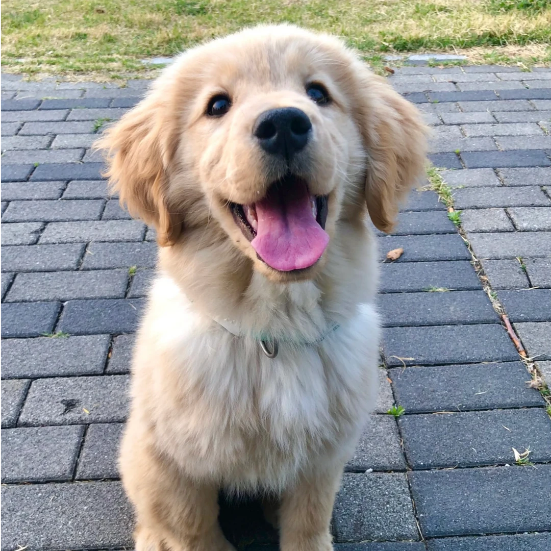 纯种金毛幼犬活体宠物狗陪伴家庭犬枫叶红活体金毛幼犬沙滩金