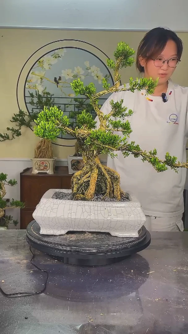 无花朵用****9提根游龙迎客广东雀舌黄杨