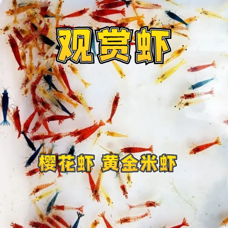 彩色观赏虾淡水除藻黑壳虾极火虾蓝宝石宠物虾
